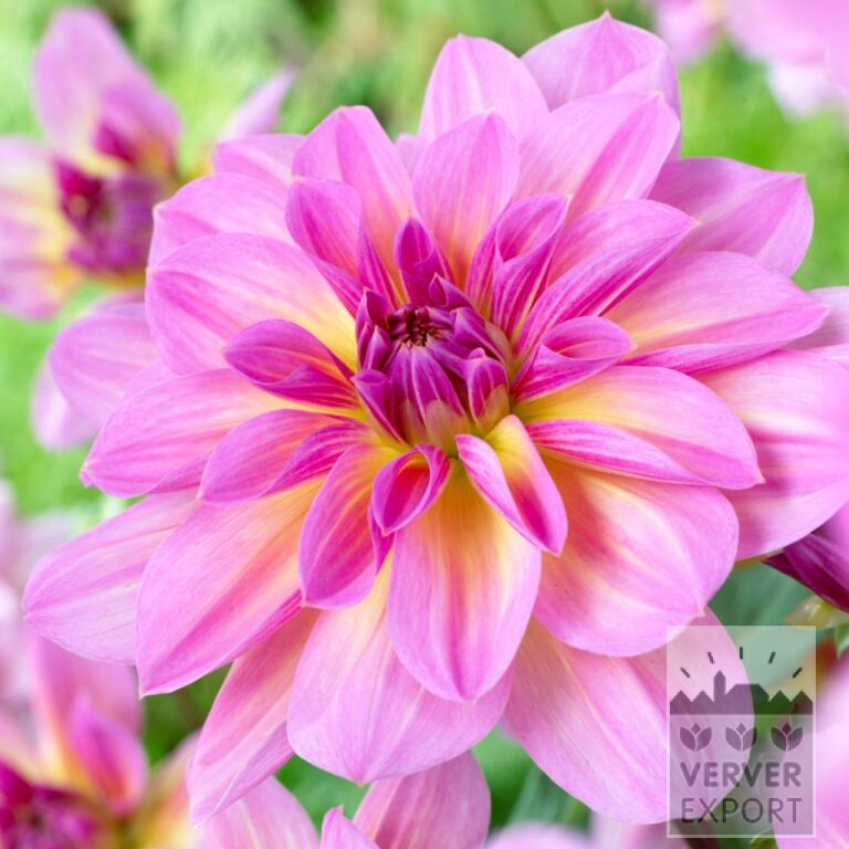 Dahlia Precultivated 'Pink Butterfly' (30009)