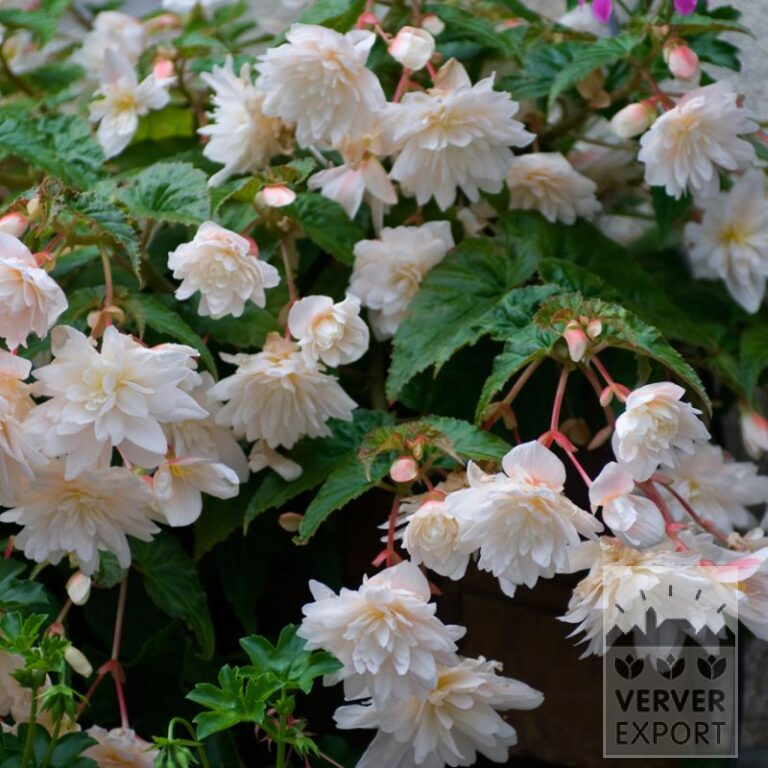 Begonia Precultivated Pendula White (30015)