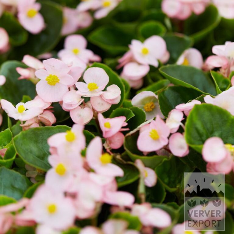 Begonia Precultivated semperflorens 'Apple Blossom' (30016)