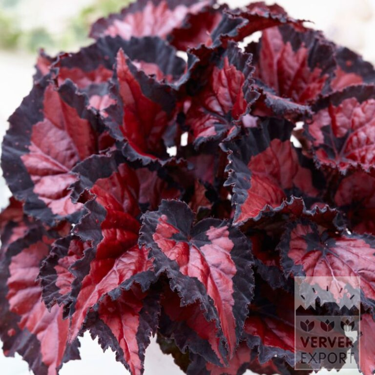 Begonia Precultivated Rex Beleaf 'Inca Night' (30018)
