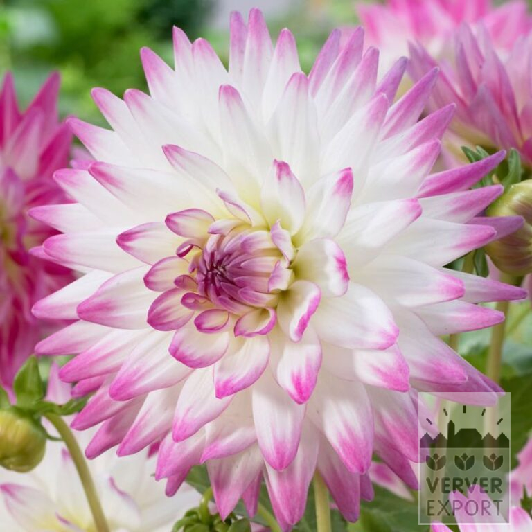 Dahlia Precultivated 'Jura' (30021)
