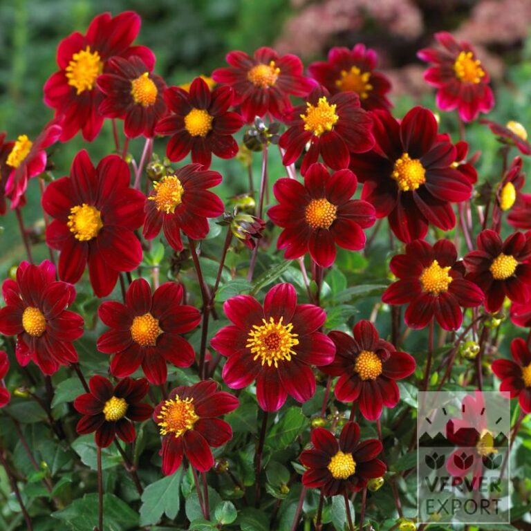 Dahlia Precultivated Topmix Purple (30022)