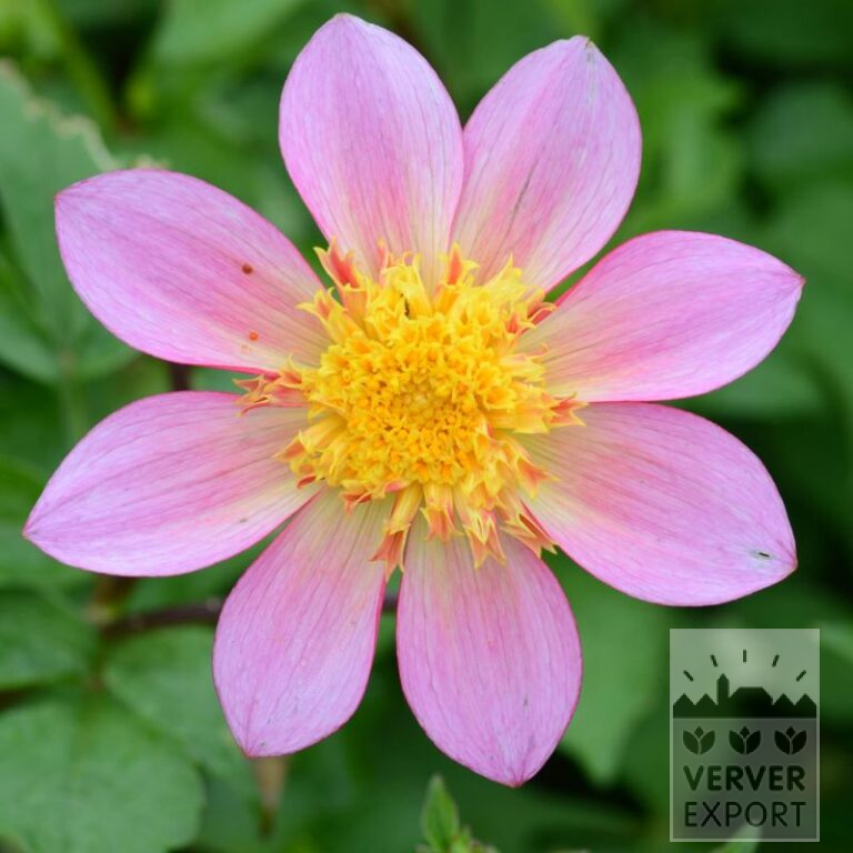 Dahlia Precultivated Bio 'Alfa' (30024)
