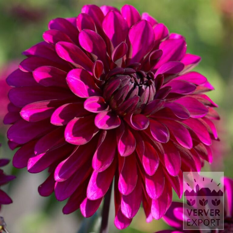 Dahlia Precultivated 'Purple Flame' (30026)