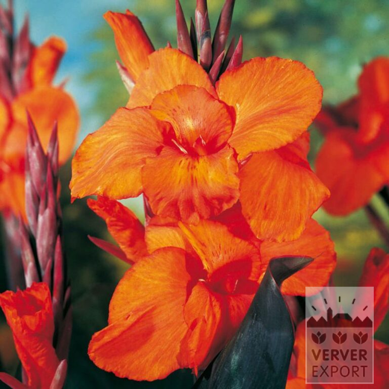 Canna Precultivated 'Pacific Beauty' (30027)
