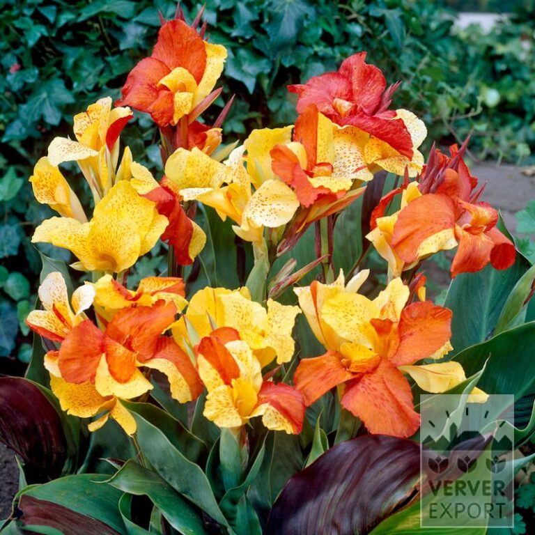 Canna Precultivated 'Cleopatra' (30028)