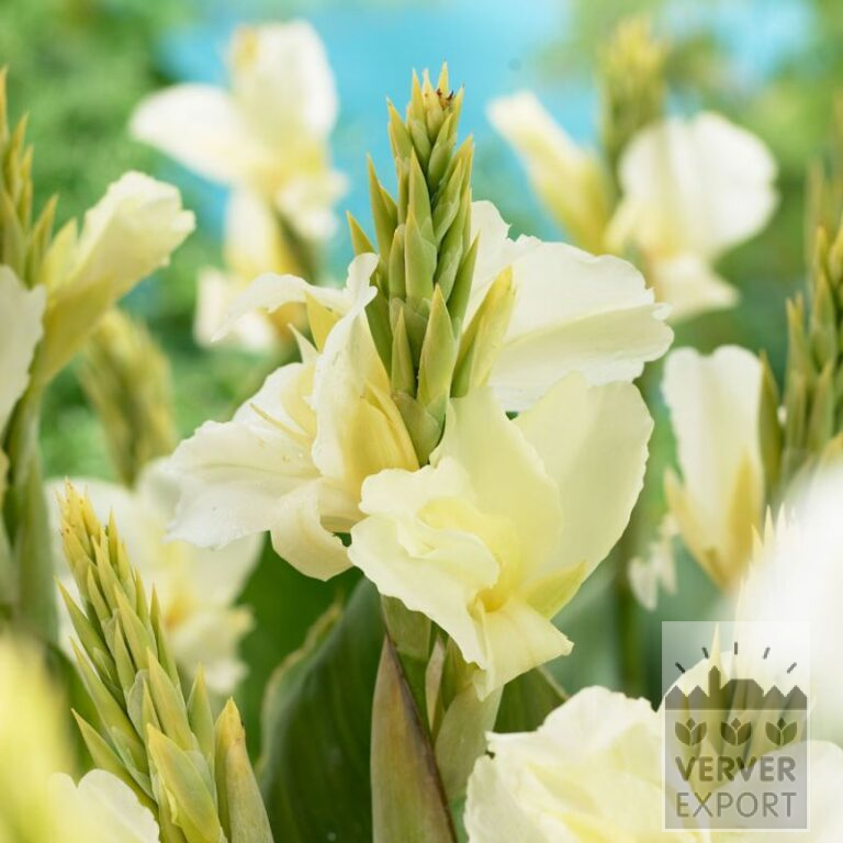Canna Precultivated 'Alaska' (30029)