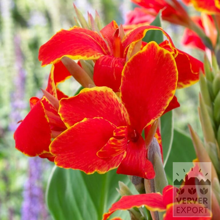Canna Precultivated 'Madeira' (30030)