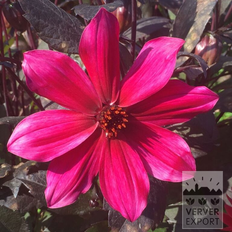 Dahlia Precultivated 'Pride One' (30035)