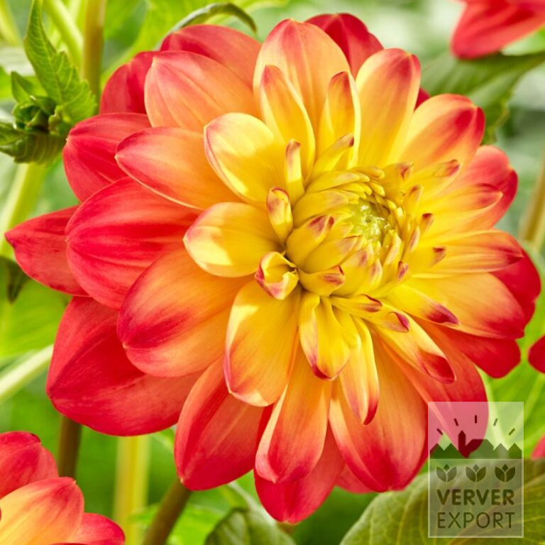 Dahlia Precultivated 'Princess Erika' (30036) - Bild 2