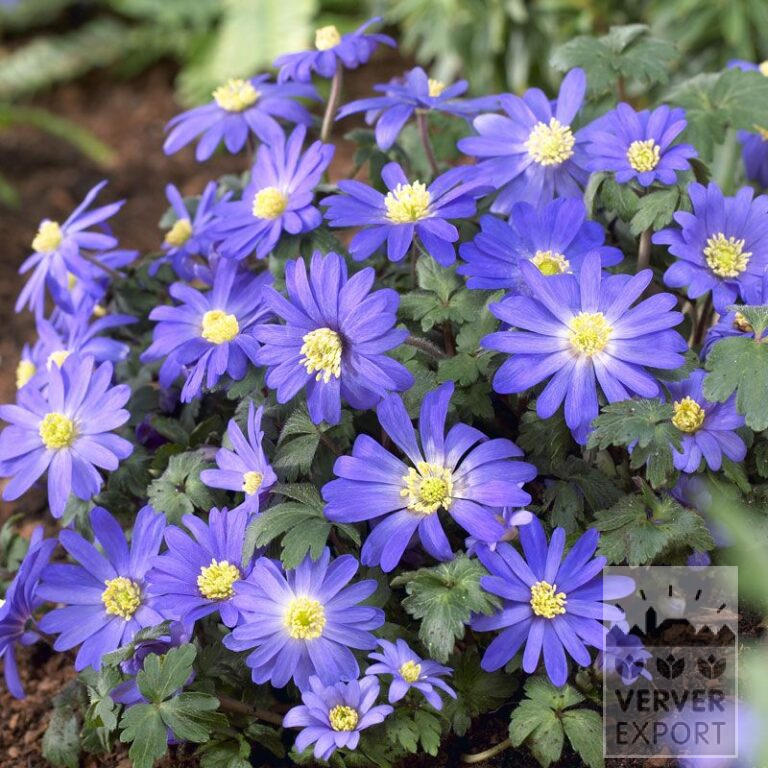 Anemone blanda blue (36023)