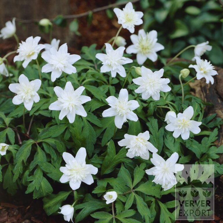 Anemone nemorosa 'Vestal' (36028)