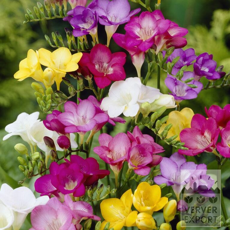 Freesia Mixed (36049)