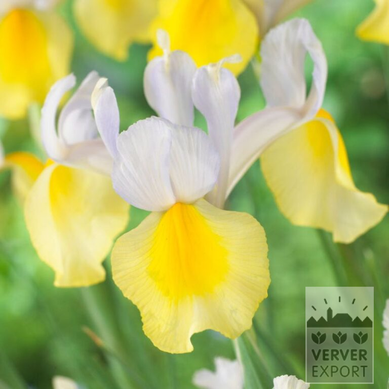 Dutch Iris 'Apollo' (36062)
