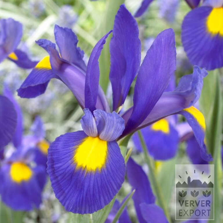 Dutch Iris 'Blue Magic' (36063)