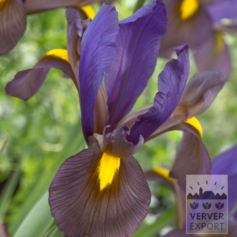 Dutch Iris 'Eye of the Tiger' (36064)