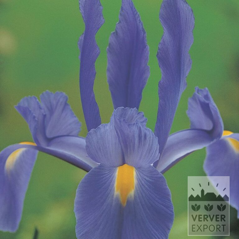 Dutch Iris 'Telstar' (36066)