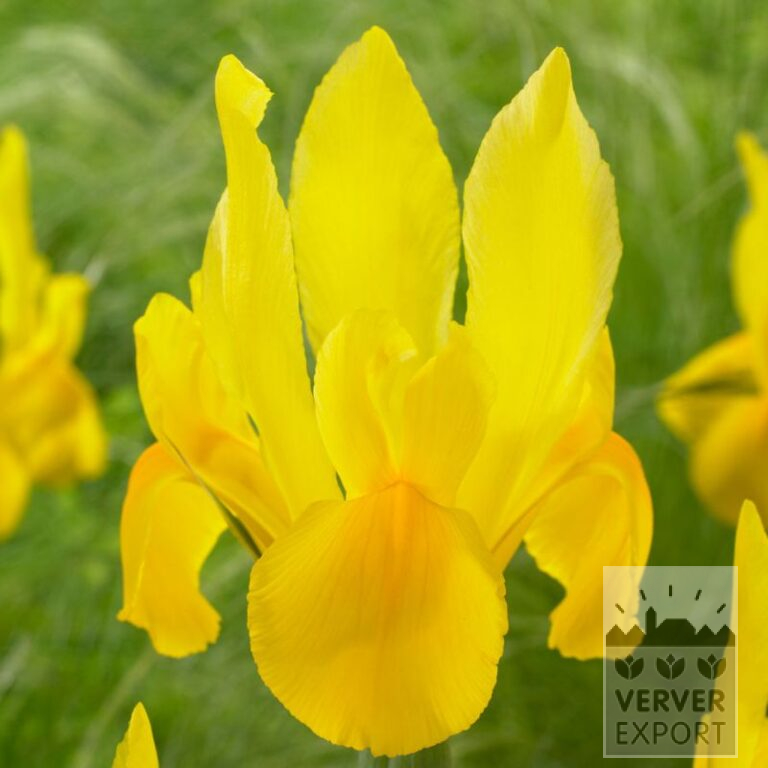 Dutch Iris 'Strongold' (36070)