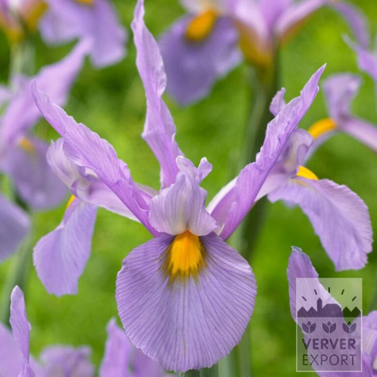 Dutch Iris 'Pink Panther' (36071)