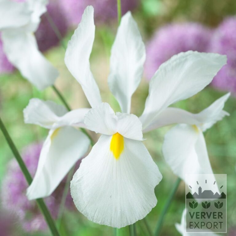 Dutch Iris 'Casablanca' (36073)