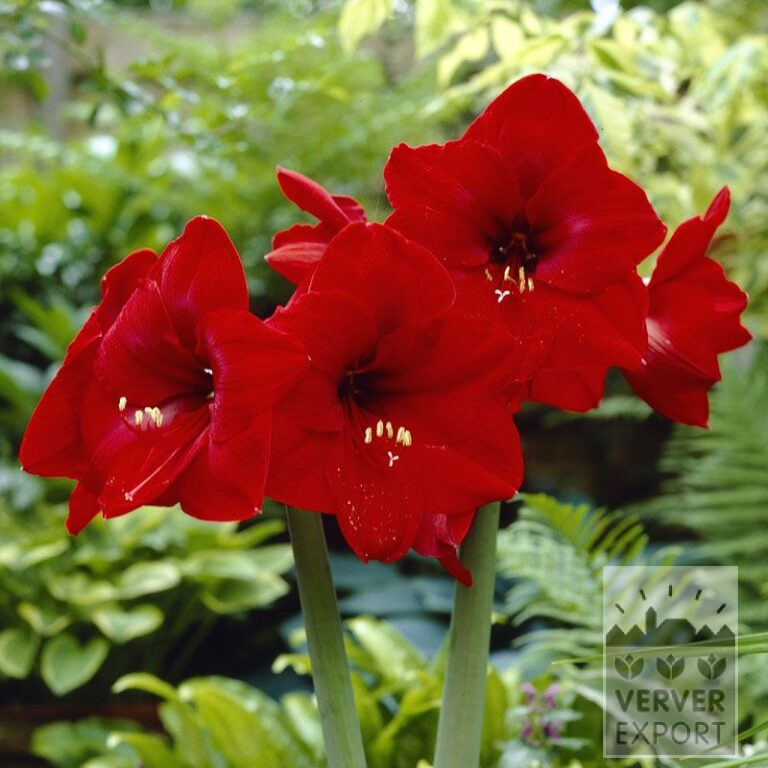 Amaryllis - Indoor 'Red Lion' (36114)