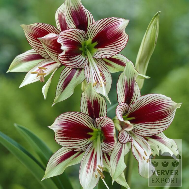Amaryllis - Indoor 'Papillon' (36119)