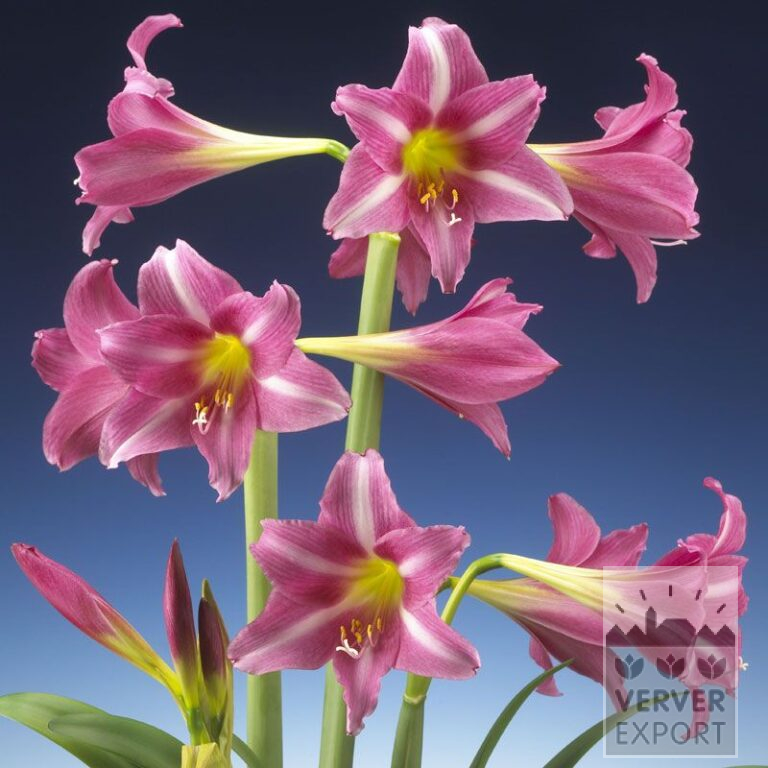 Amaryllis - Indoor trumpet 'Estella' (36154)