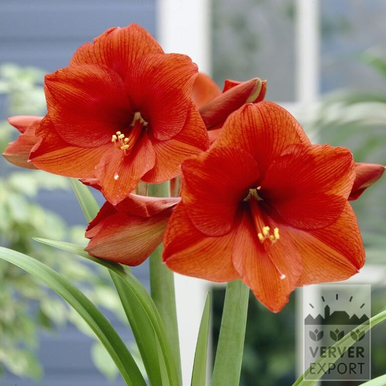 Amaryllis - Indoor 'Orange Souvereign' (36156)