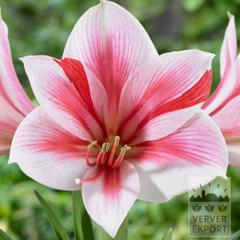 Amaryllis - Indoor 'Gervase' (36159)