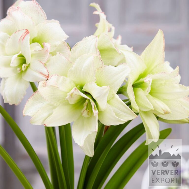 Amaryllis - Indoor double 'Marilyn' (36164)