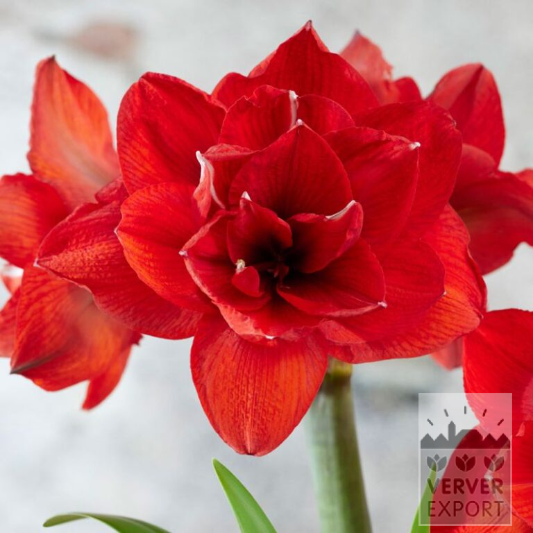 Amaryllis - Indoor double 'Double King' (36167)