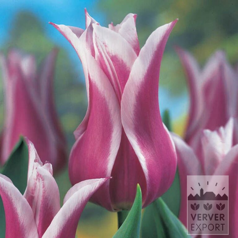 Tulips 'Ballade' (12184) - Bild 2