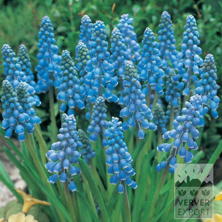 Organic bulbs bio Muscari armeniacum (16601) - Bild 2