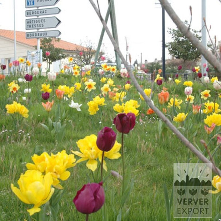 Tulips 'Orange Emperor' (12050) - Bild 2