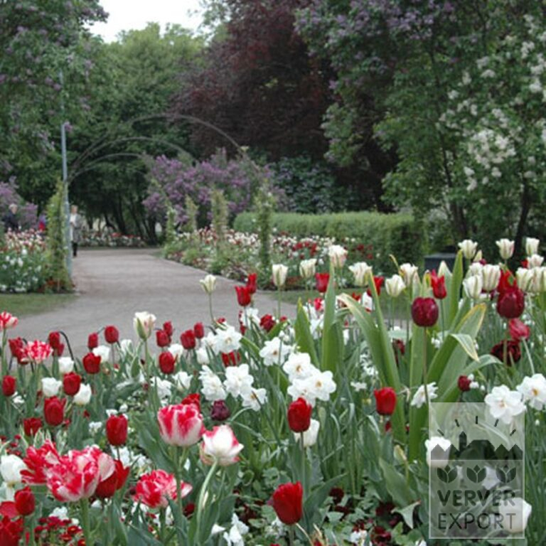 Tulips 'Spring Green' (12288) - Bild 2