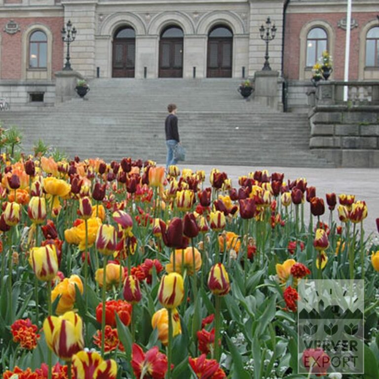Tulips 'Gold Dust' (12240) - Bild 2