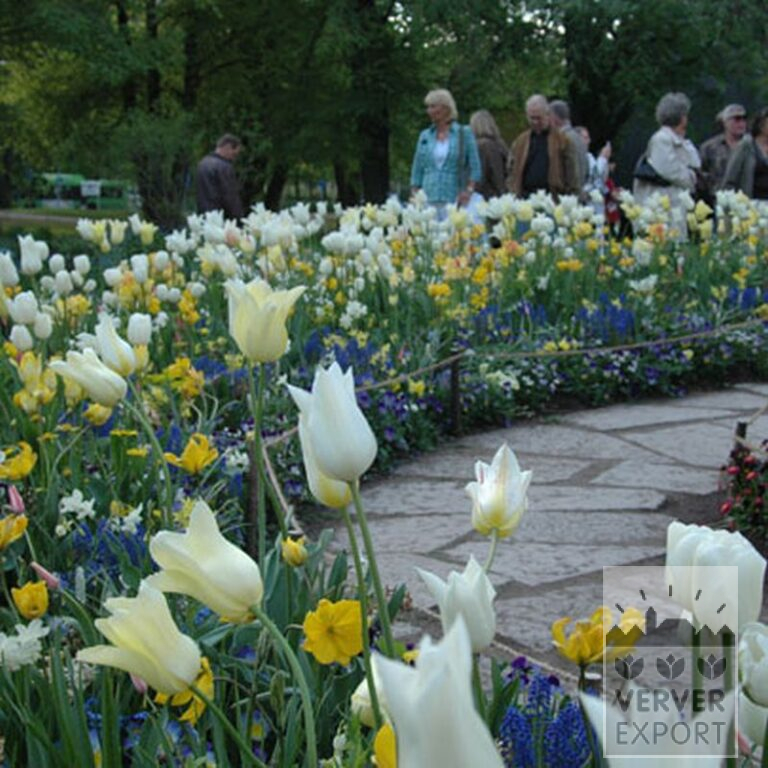 Tulips 'White Triumphator' (12202) - Bild 2