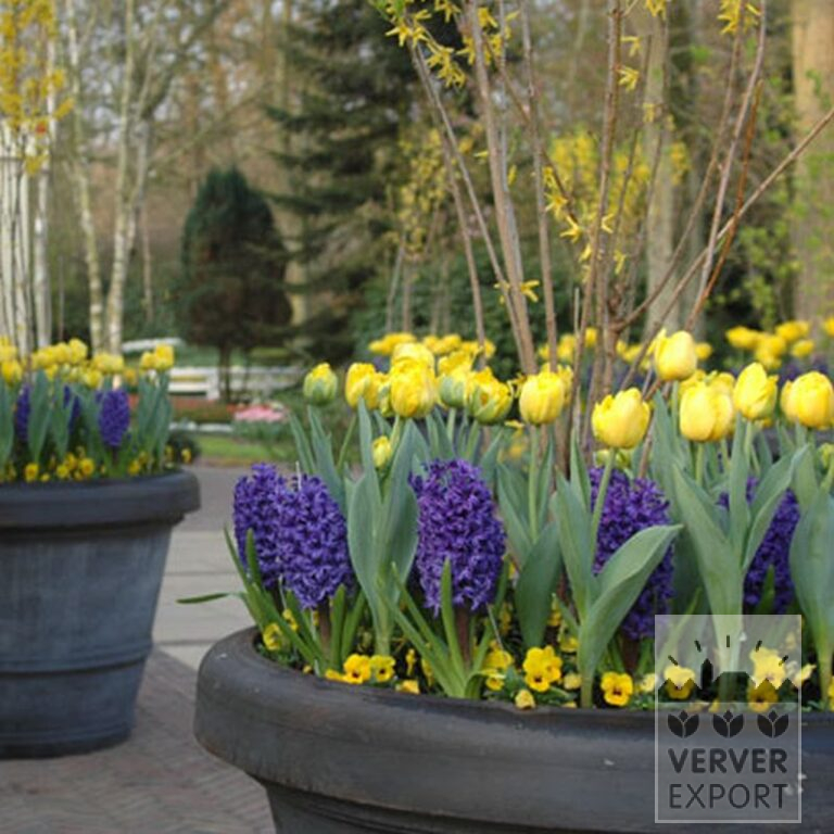 Hyacinths 'Blue Jacket' (13015) - Bild 2