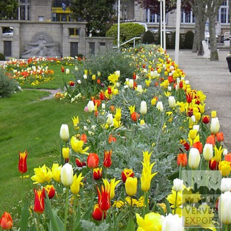 Tulips 'Fly Away' (12188) - Bild 2