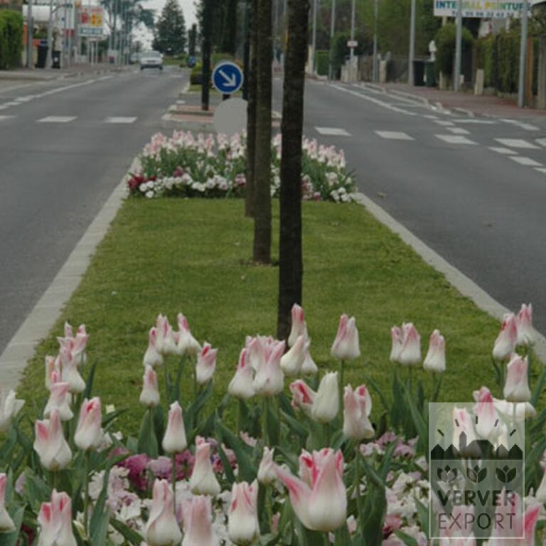 Tulips 'Holland Chic' (12500) - Bild 2