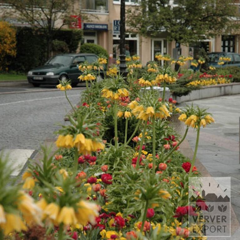 Fritillaria imperialis 'Lutea' (16053) - Bild 2