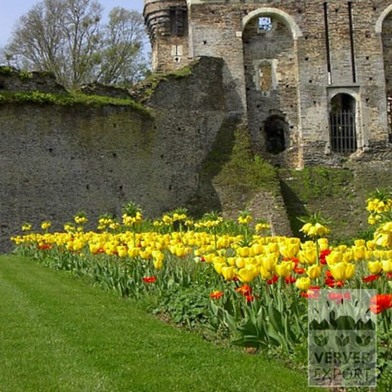 Fritillaria imperialis 'Lutea' (16053) - Bild 3