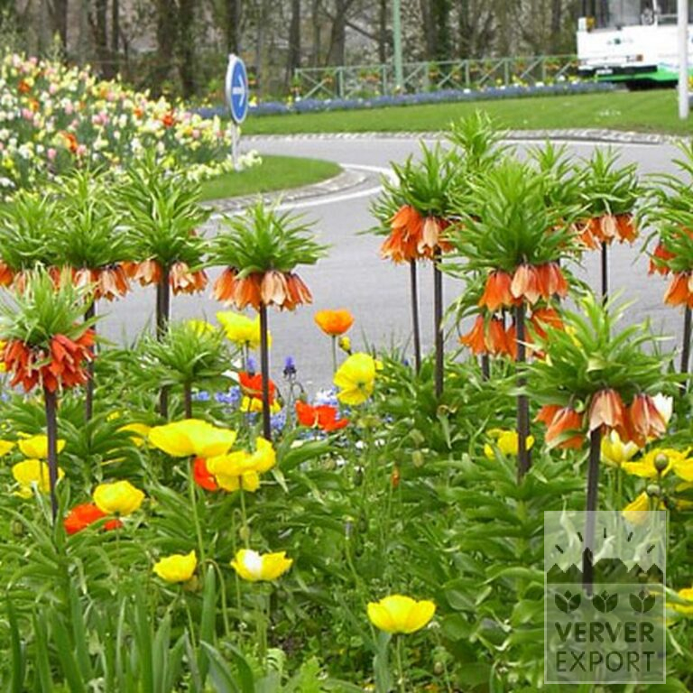 Fritillaria imperialis 'Rubra' (16052) - Bild 2