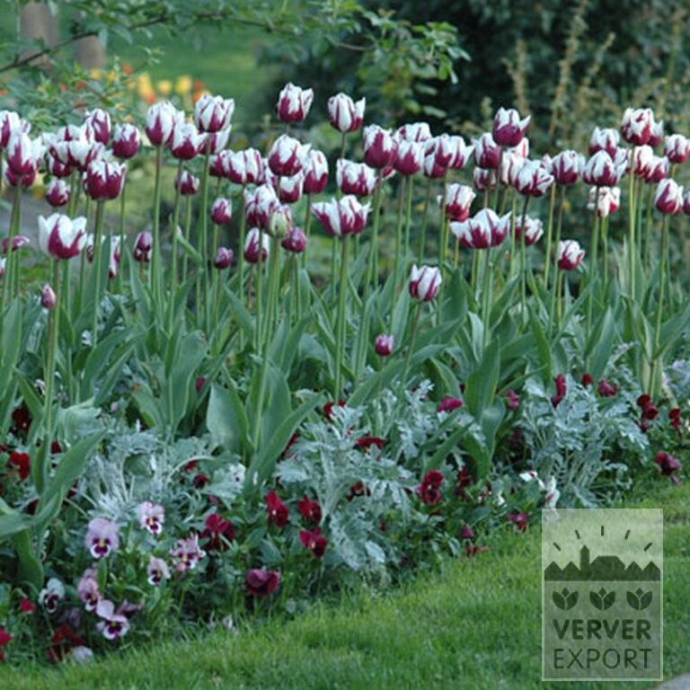 Tulips 'Rem's Favourite' (12379) - Bild 2