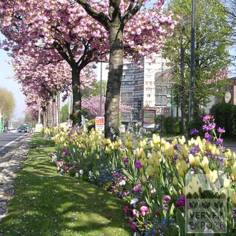 Tulips 'Antoinetta' (12263) - Bild 2