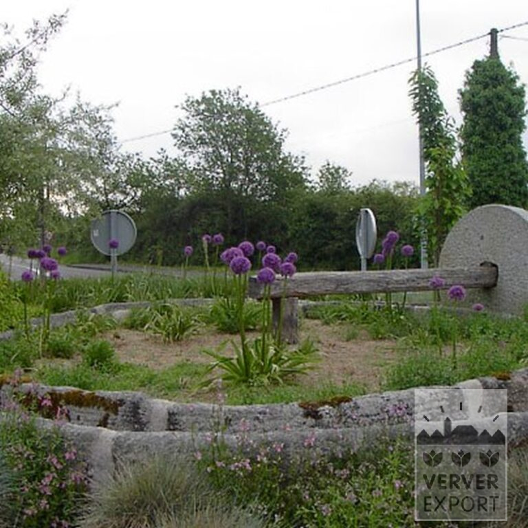 Allium giganteum (16006) - Bild 2