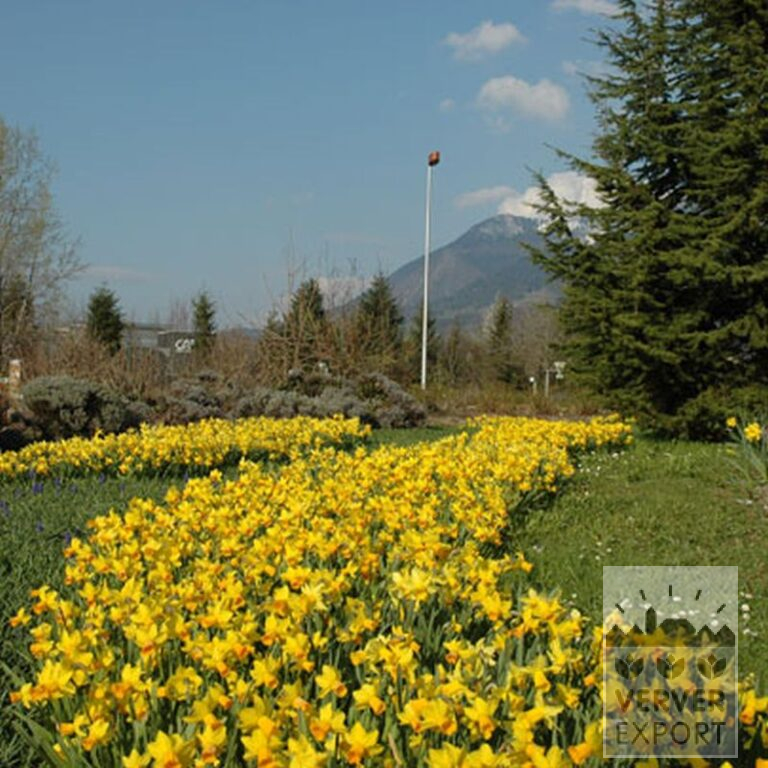 Narcissus 'Fortissimo' (15033) - Bild 3