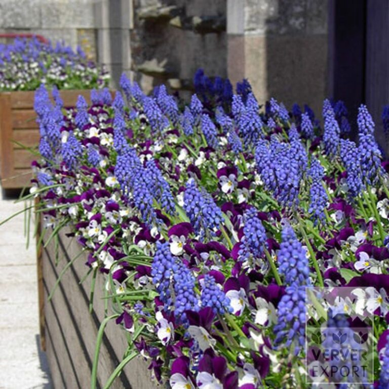 Muscari armeniacum (16079) - Bild 3