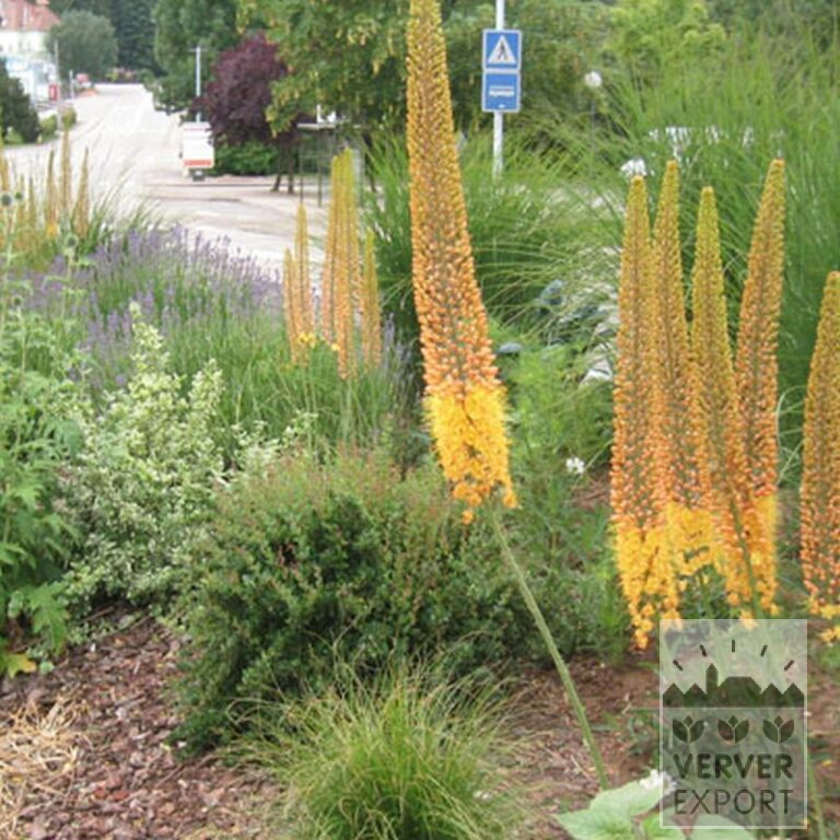 Eremurus ruyter 'Emmy Ro' (16044) - Bild 2