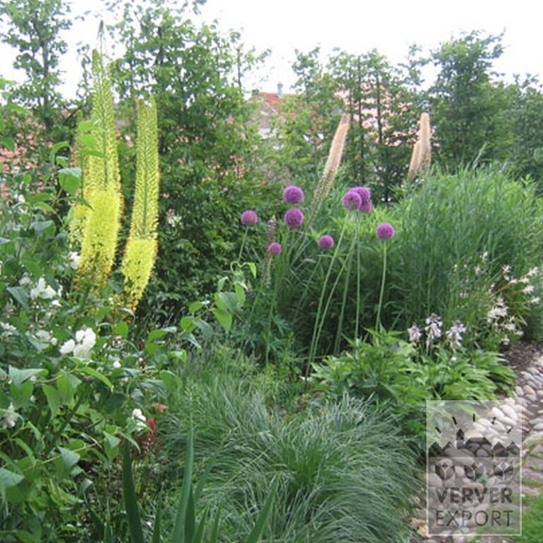 Eremurus bungei (16040) - Bild 2